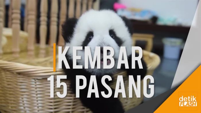Gemas! Kumpulan Bayi Panda Asyik Bermain