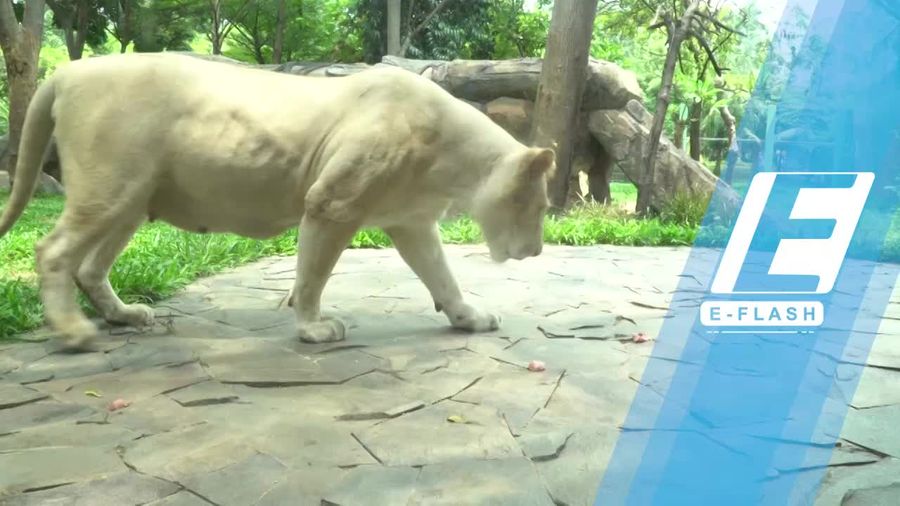 Seru! Melihat Hewan Langka di Faunaland