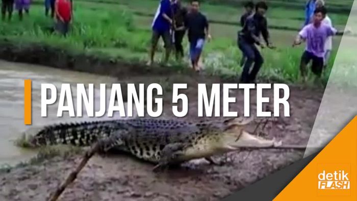 Momen Saat Buaya Besar Kagetkan Warga Kebumen