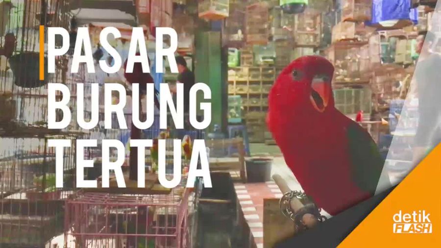 Mendengar Kicauan Burung di Pusat Kota