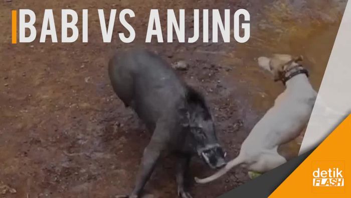 Melihat Lebih Dekat Tradisi Adu Bagong