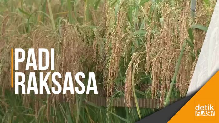 Wow! Padi ini Hampir Kalahkan Tinggi Manusia