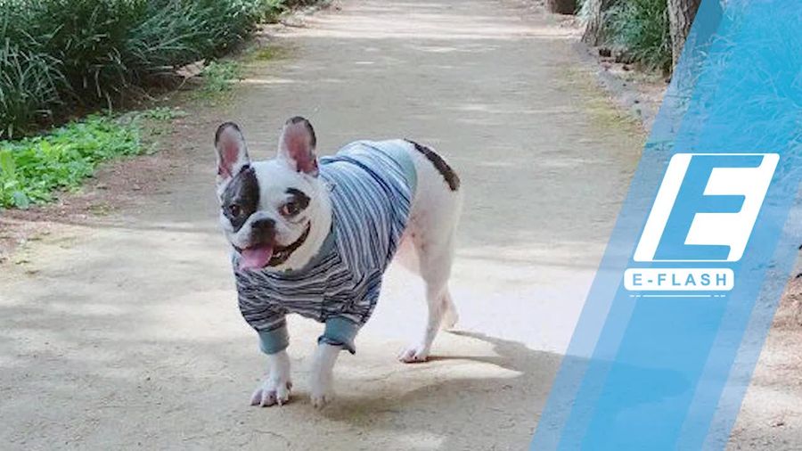 Anjing Siwon Juga Pernah Gigit Leeteuk Super Junior