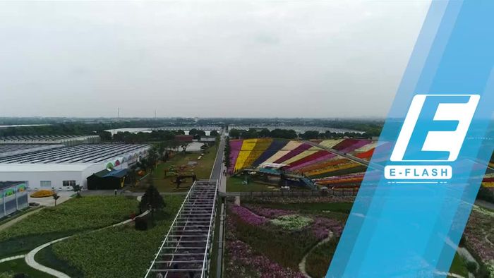 Melihat Jutaan Bunga Krisan Bermekaran di Shanghai