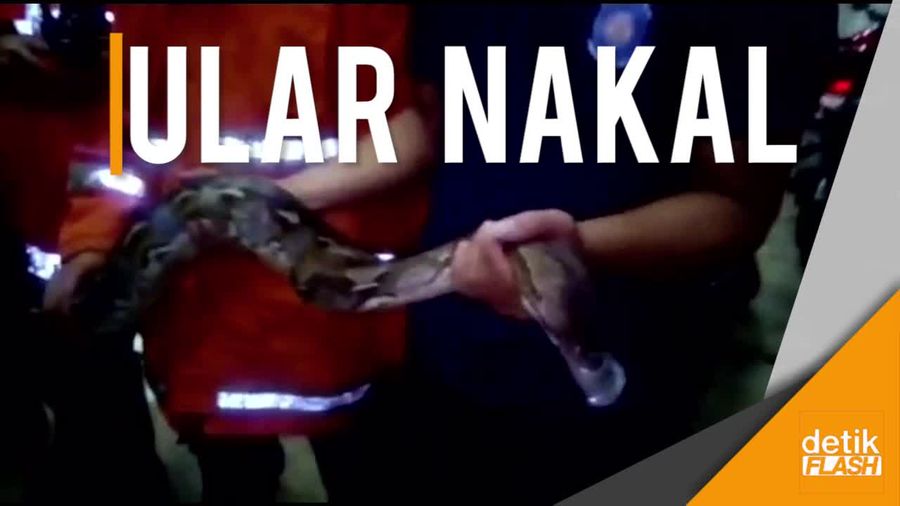 Sanca 3 Meter Ngendon di Loteng Mini Market Pasar Rebo