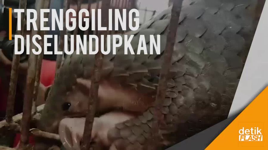 Polisi Gagalkan Perdagangan Trenggiling di Sukabumi