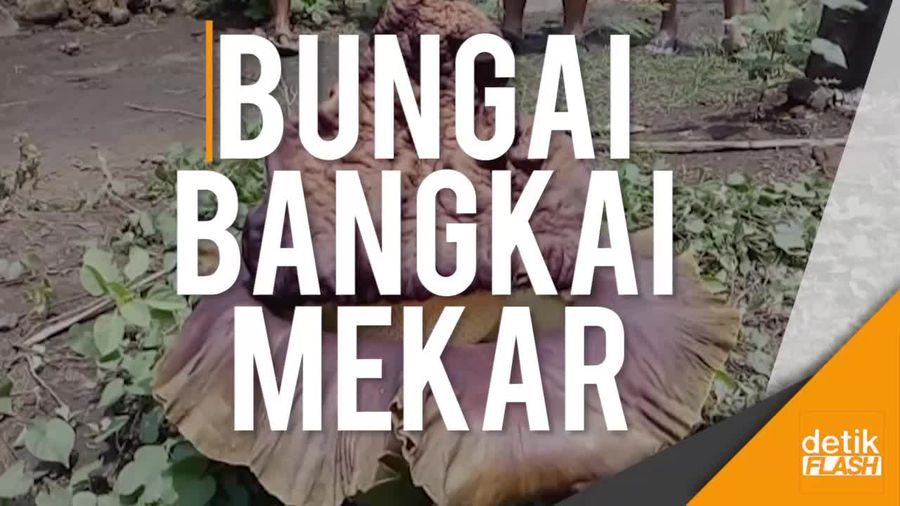 Bungai Bangkai Mekar Jadi Tontonan Warga Mojokerto
