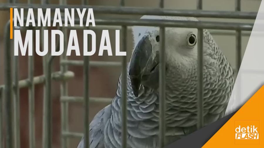 Gemasnya Beo Bisa Berbahasa Arab