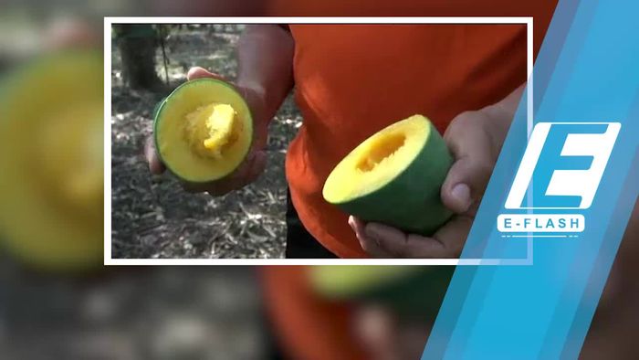 Begini Cara Nikmat Menyantap Mangga Alpukat Pasuruan
