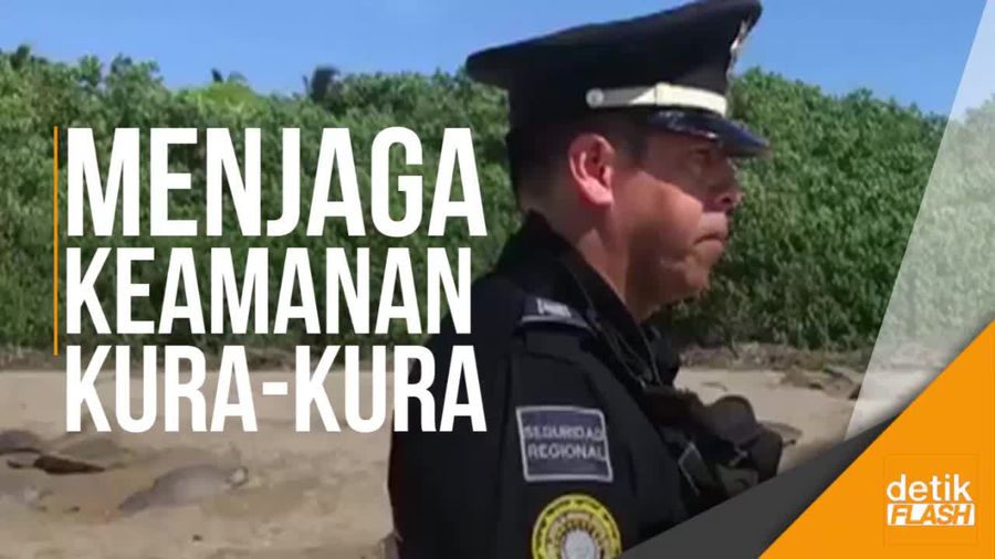Polisi Bersenjata Kawal Jalur Kura-kura Menuju Lautan