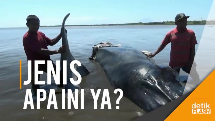 Paus Aneh Terdampar di Perairan Probolinggo