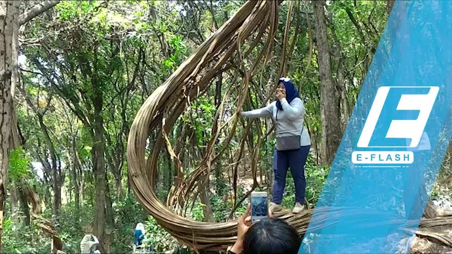 Ketika Pohon Unik di Hutan Jadi Buruan Selfie