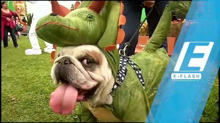 Wah! Anjing-anjing Pakai Kostum Halloween di Peru