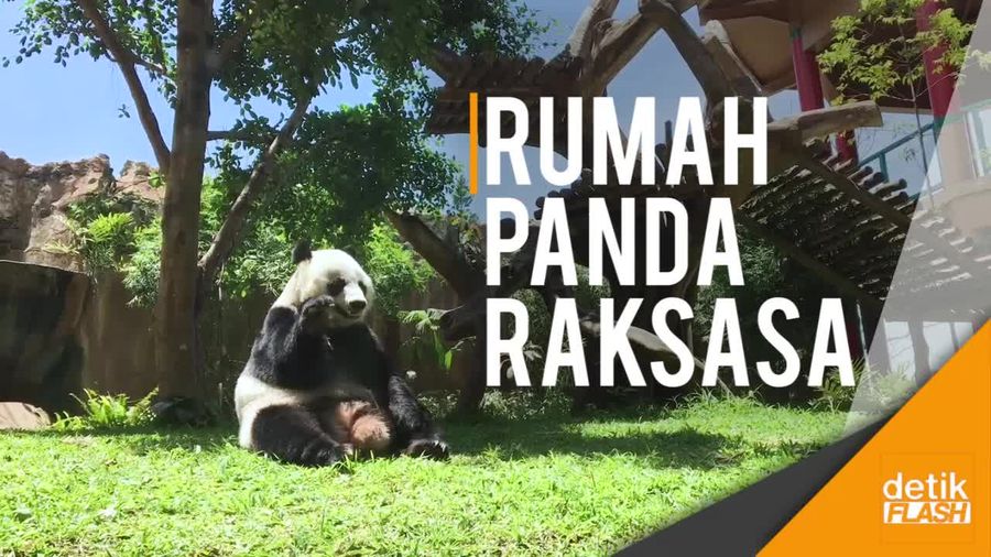 Yuk, Berkunjung ke Istana Panda Indonesia di Taman Safari
