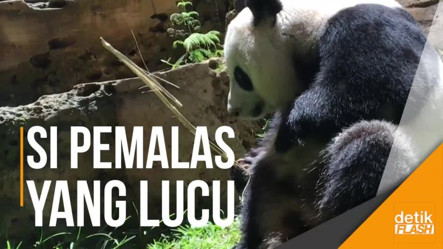 Gemas! Begini Tingkah Panda Raksasa di Taman Safari