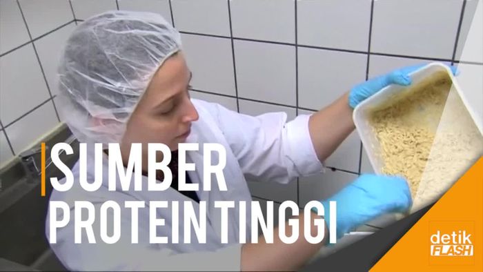 Ilmuwan Israel Olah Belatung Jadi Serbuk Protein 