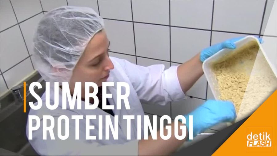 Ilmuwan Israel Olah Belatung Jadi Serbuk Protein 