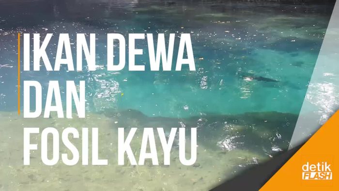 Penampakan Ikan Dewa dan Fosil Kayu di Sumber Mata Air Jenon