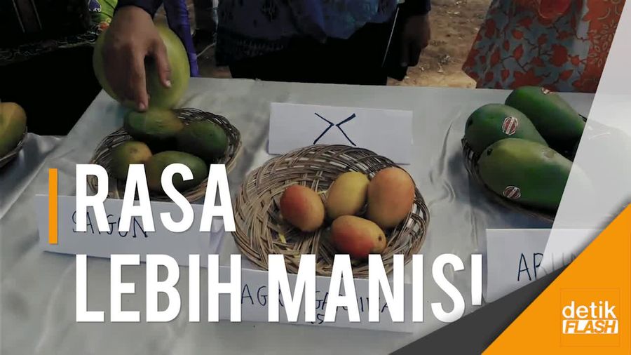 Mangga Pisang, Varietas Baru dengan Banyak Keistimewaan