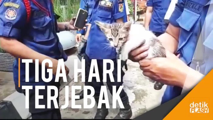 Dramatis! Petugas Damkar Evakuasi Anak Kucing dari Blower AC