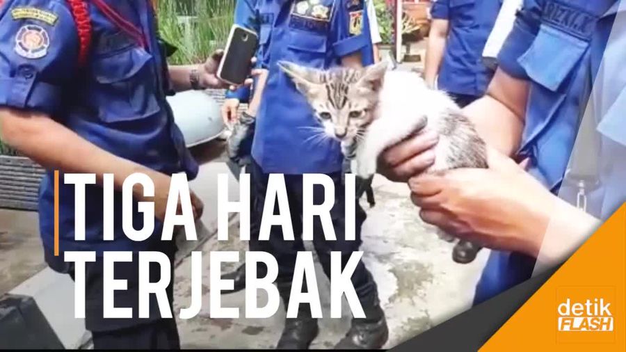 Dramatis! Petugas Damkar Evakuasi Anak Kucing dari Blower AC