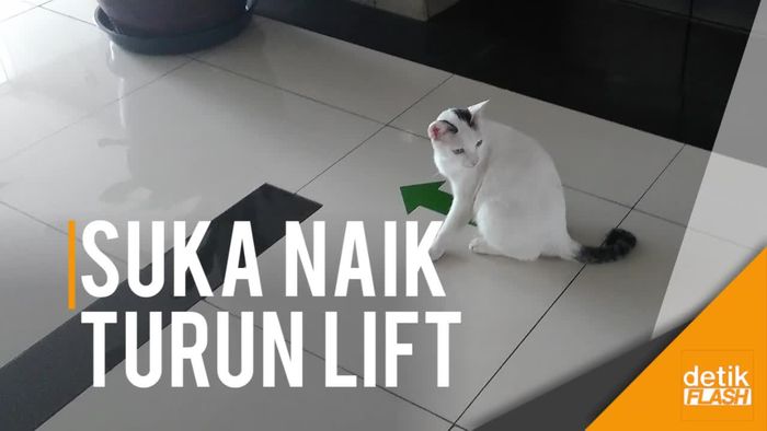 Tingkah Shiro, Kucing Putih Penunggu Gedung DPR