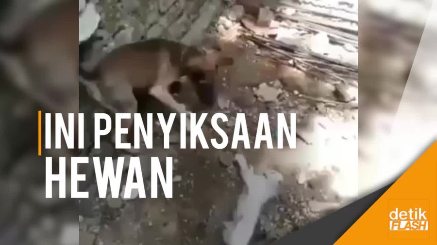  Video Anjing Diadu Kucing Dilaporkan Polisi, Perekam Dicari!