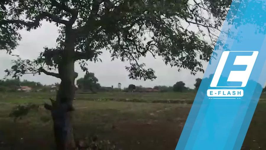 Nyam! Bisa Petik Buah Juwet Sepuasnya di Desa Ini