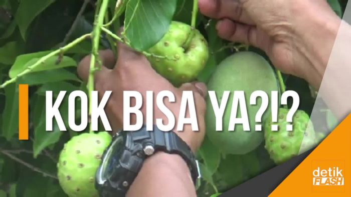Nyata! Pohon Mangga Berbuah Mengkudu