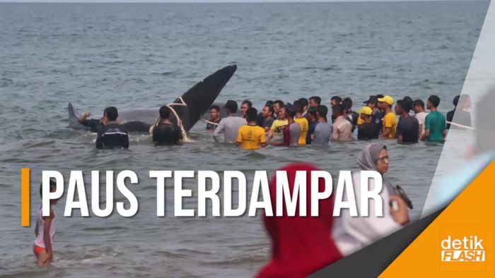 10 Ekor Ikan Paus Terdampar di Pantai Aceh