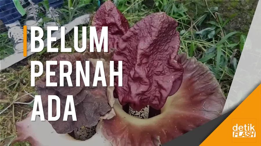 Dianggap Tak Biasa, Bunga Bangkai Bertunas 3 Jadi Perhatian Warga