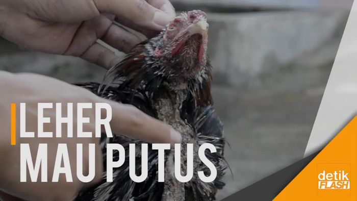 Kasihan Ayam ini, Sepekan setelah Disembelih Tetap Hidup