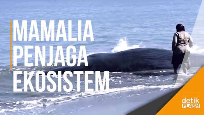 Mengungkap Fenomena Terdamparnya 10 Paus di Pantai Aceh