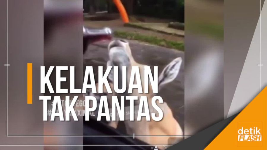 Heboh Video Pengunjung Taman Safari Indonesia Kasih Miras ke Hewan  