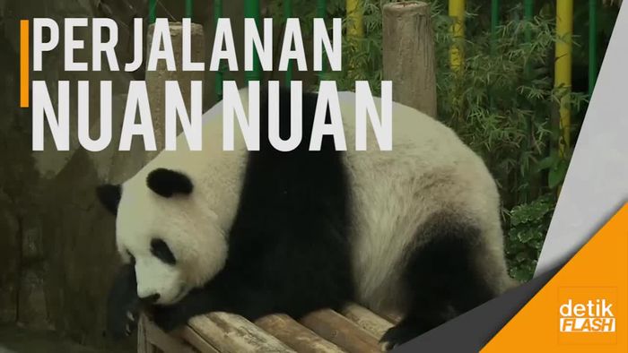 Panda Pertama Malaysia Pulang Kampung ke Tiongkok