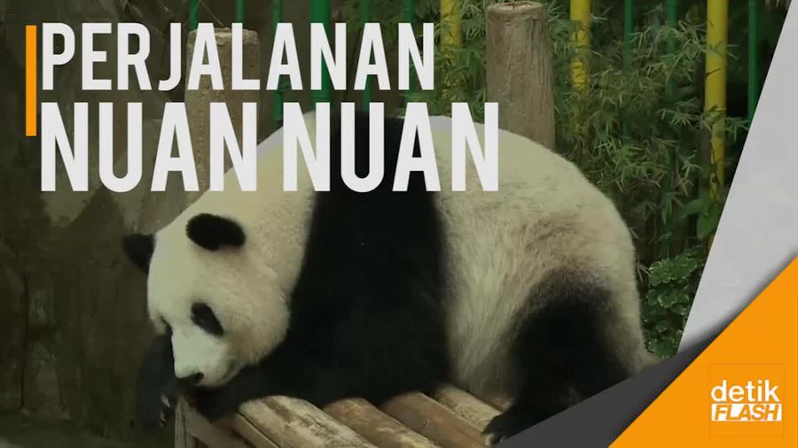 Panda Pertama Malaysia Pulang Kampung ke Tiongkok