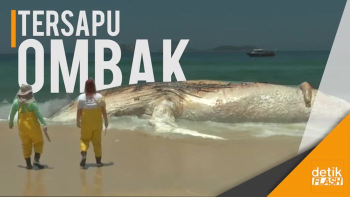 Kasihan... Paus Raksasa Ini Mati Terdampar di Pantai Brasil