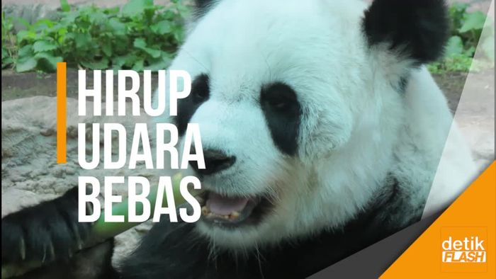Unyu... Sepasang Panda Raksasa di China Dilepasliarkan ke Alam