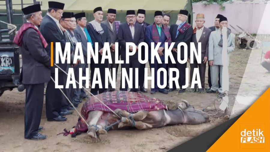 Prosesi Adat Potong Kerbau Kahiyang-Bobby