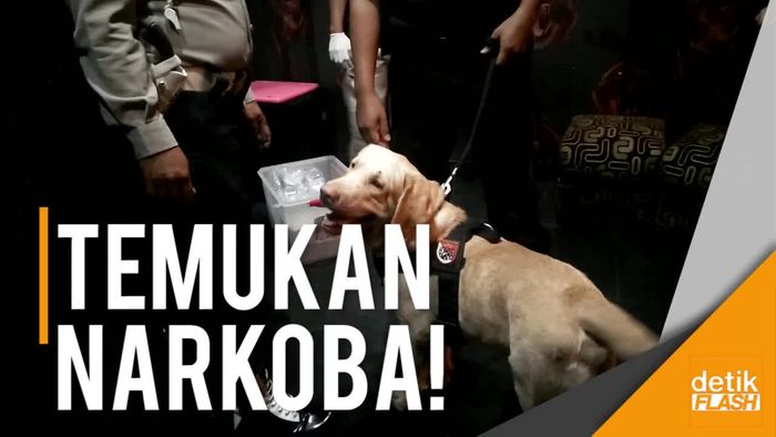 Lihainya Bule dan Dora Endus Narkoba di Kelab Malam Bekasi