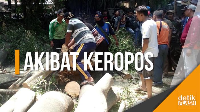 9 Orang Terluka Akibat Dahan Besar Tumbang