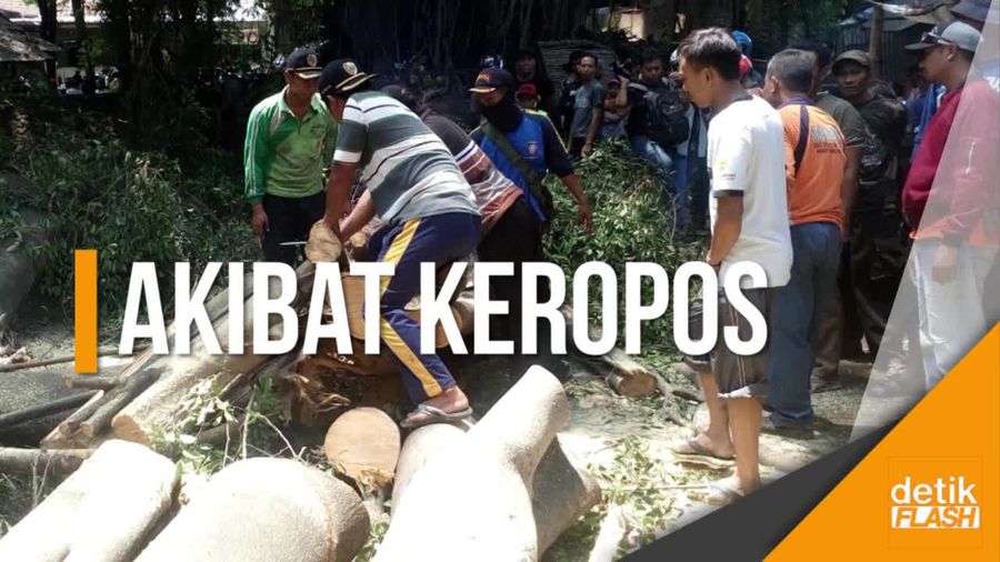 9 Orang Terluka Akibat Dahan Besar Tumbang