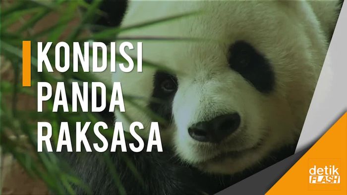 Pemerintah China Melihat Langsung Kondisi 2 Panda Raksasa