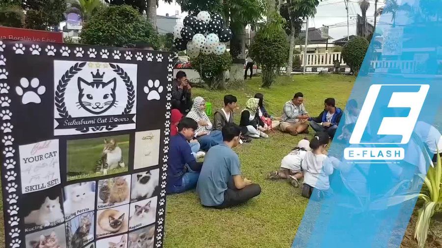 Peduli Kucing, Komunitas Ini Bagi-Bagi Makanan Gratis