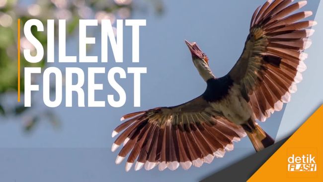 Sirnanya Suara Burung Rangkong Penebar Benih Di Hutan Indonesia