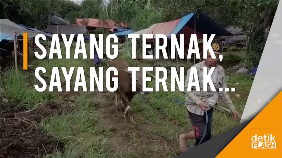 Imbas Erupsi Gunung Agung, Ratusan Ternak Warga Diungsikan