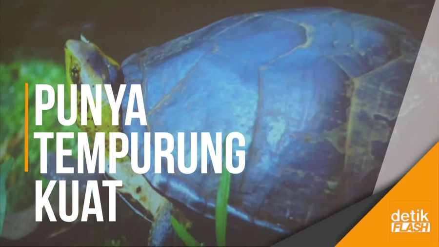 Fosil Kura-kura Berusia 65 Juta Tahun Ditemukan di Meksiko