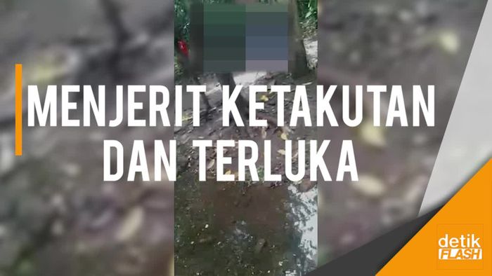 Waduh Kakek Ini Umpankan Cucu ke Monyet, Apa Sebabnya?