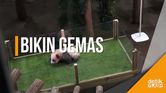 Imutnya Yuan Meng, Bayi Panda Pertama di Prancis
