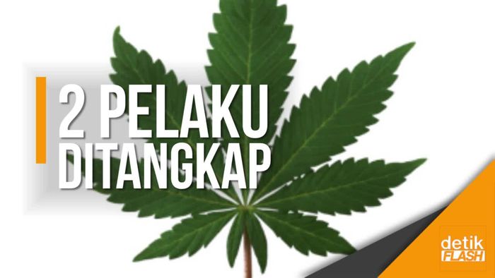 Polisi Temukan 11.000 Tanaman Ganja Dalam Rumah Hidroponik